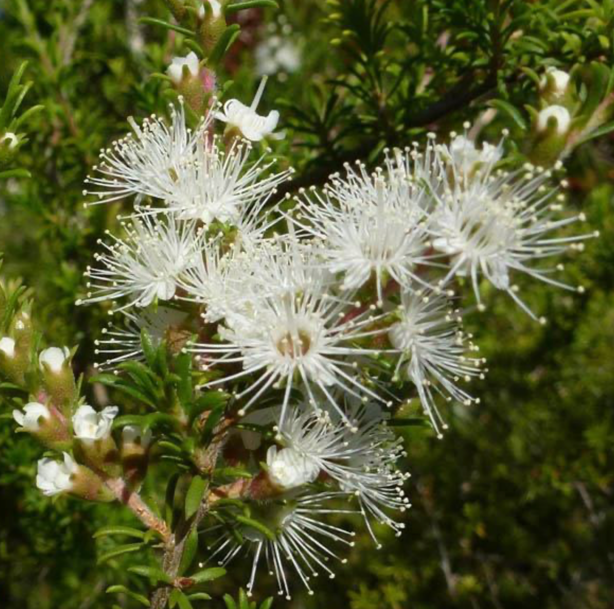 🌿 milie 塔斯馬尼亞昆士亞精油 | Kunzea Ambigua Essential Oil