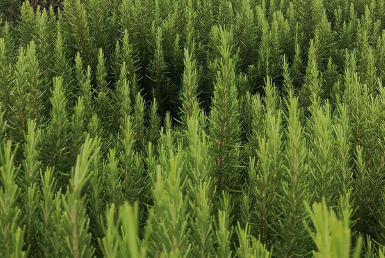 🌿 milie 塔斯馬尼亞迷迭香精油 | Tasmanian Rosemary Essential Oil