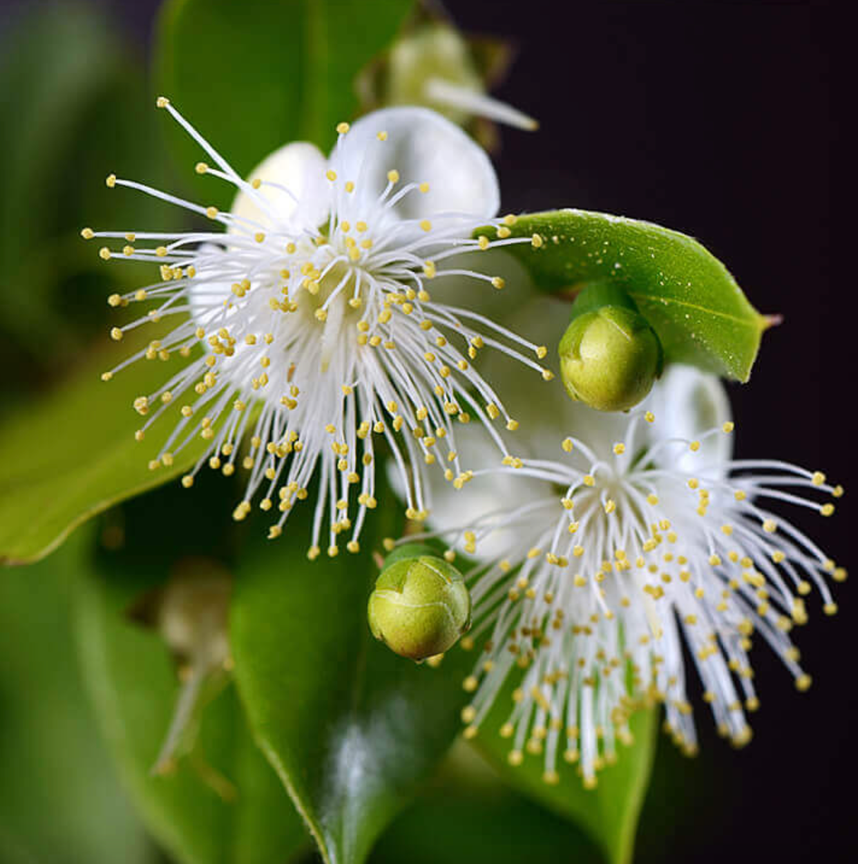 🌿 milie 澳洲檸檬香桃木精油 | Australian Lemon Myrtle Essential Oil 