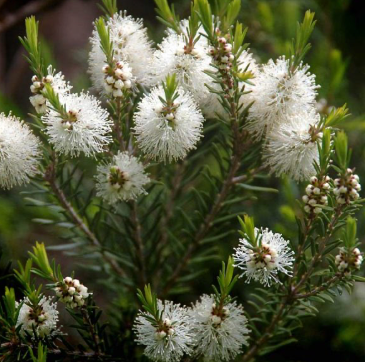 🌿 milie 塔斯馬尼亞南方羅莎琳娜精油 | Southern Rosalina Pure Essential Oil