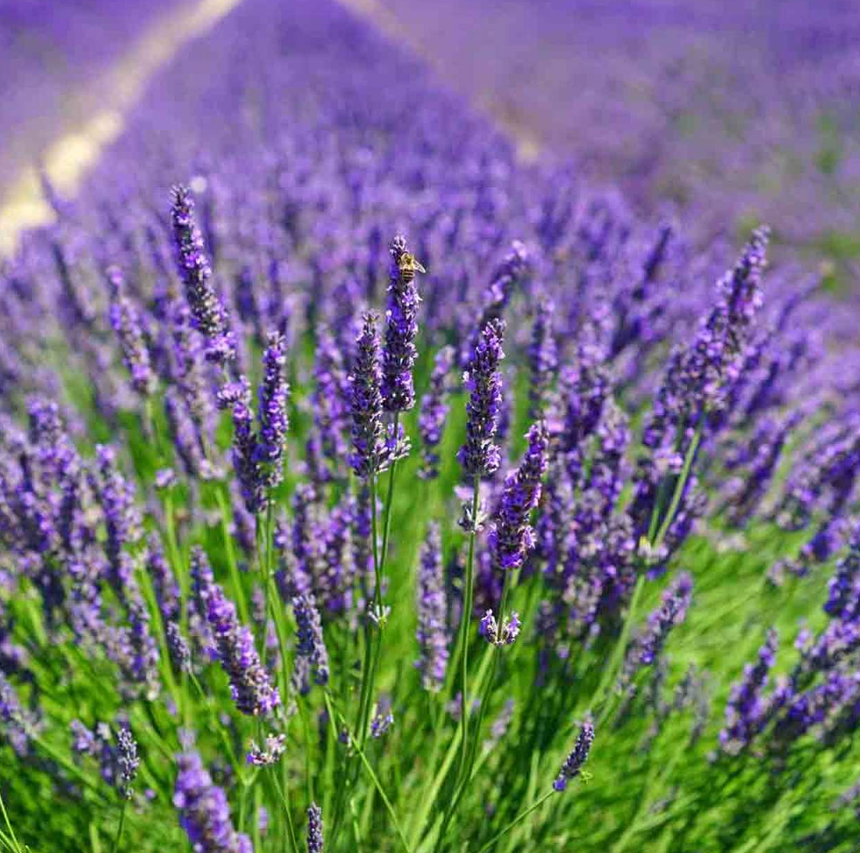 🌸 milie 塔斯馬尼亞薰衣草精油 | Tasmanian Lavender Pure Essential Oil