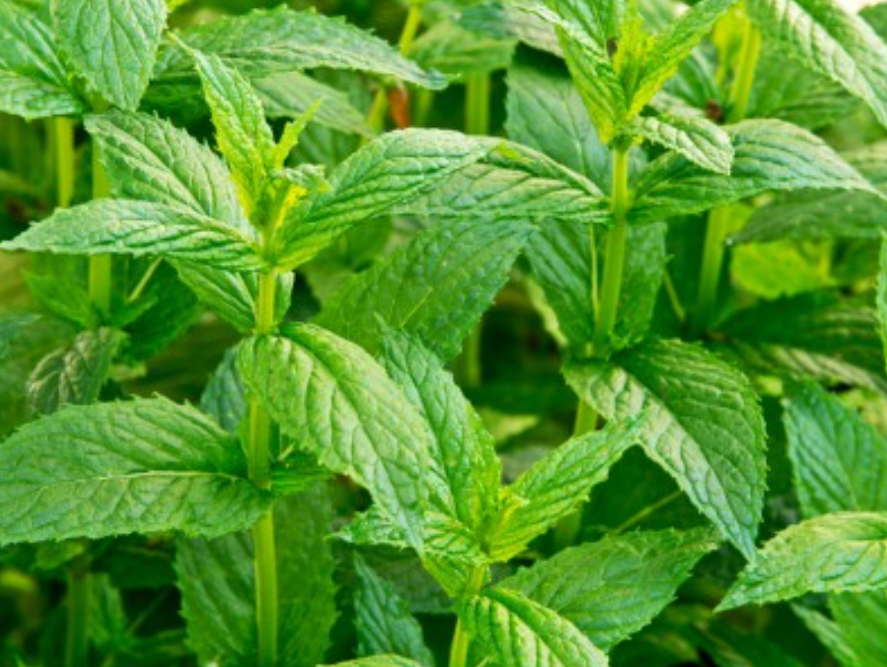 🌿 milie 塔斯馬尼亞薄荷精油 | Tasmanian Peppermint Pure Essential Oil